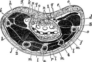 horisontell sektion av de hand, årgång illustration. vektor