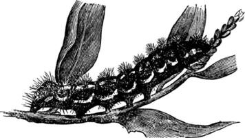 insmord dolk, årgång illustration. vektor