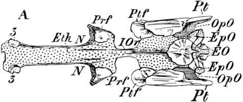 Hechtschädel, Vintage Illustration. vektor