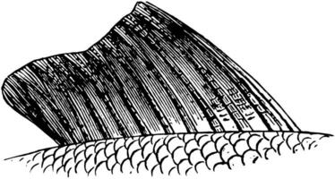fisk fena, årgång illustration. vektor
