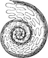 ammonoid, årgång illustration. vektor