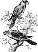 grå papegojor, årgång illustration. vektor