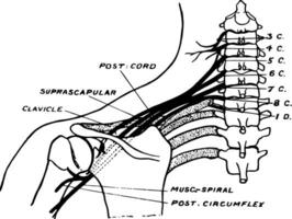 brachial Geflecht, Jahrgang Illustration. vektor