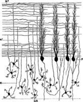 sagittal Sektion durch Kleinhirn Folium, Jahrgang Illustration vektor