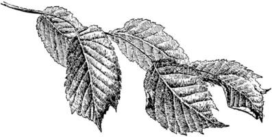 ulmus glabra årgång illustration. vektor