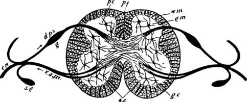 ryggradsdjur spinal sladd, årgång illustration vektor