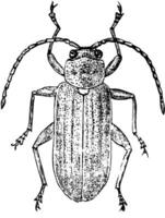 dorsal Aussicht von Blatt Käfer, Jahrgang Illustration. vektor