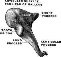 medial och främre se av de incus, årgång illustration. vektor
