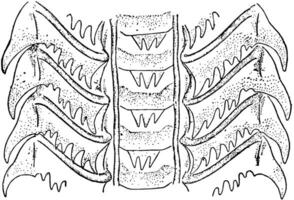 snigel, årgång illustration. vektor