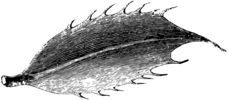 blad av ilex aquifolium pyramidalis årgång illustration. vektor