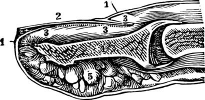 ein Sektion von das Ende von das Finger und Nagel, Jahrgang Illustration. vektor