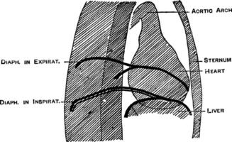 Orthodiagramm von das Thorax, Jahrgang Illustration. vektor