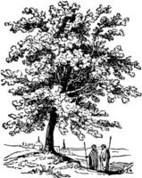 Terebinthe Baum Jahrgang Illustration. vektor