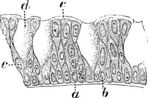 pelar- epitel celler från en katt, årgång illustration vektor