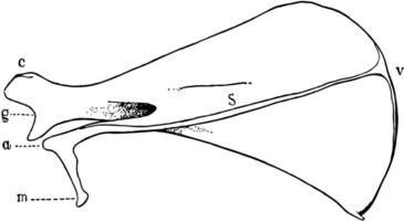 dorsal Aussicht von das Schulterblatt von ein Kaninchen, Jahrgang Illustration. vektor