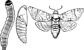 Ziege Motte Stufen, Jahrgang Illustration. vektor