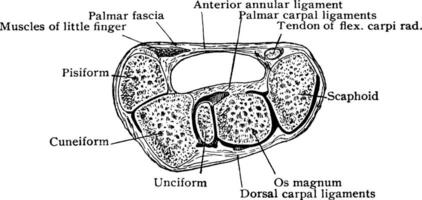 quer Sektion von Handgelenk, Jahrgang Illustration. vektor