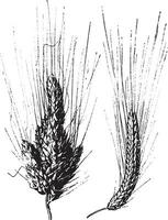 Weizen, Jahrgang Gravur. vektor