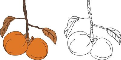 illustration av persimon frukt med löv på tömma bakgrund. vektor