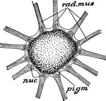 Sepia Chromatophor, Jahrgang Illustration vektor