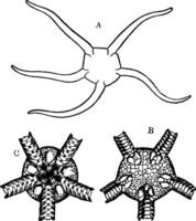 Ö. Lacertosa, Jahrgang Illustration vektor