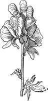 Aconitum oder Aconitum sp., Jahrgang Gravur vektor