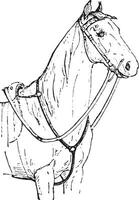 Pferd Brust, Jahrgang Gravur. vektor