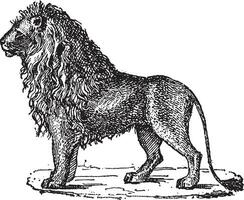 Löwe oder Panthera Löwe, Jahrgang Gravur vektor
