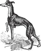 Windhund, Jahrgang Gravur vektor