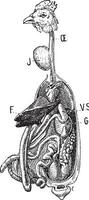 Ernte Anatomie von ein Vogel, Jahrgang Gravur. vektor