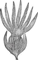 kelp eller laminaria sp., årgång gravyr vektor