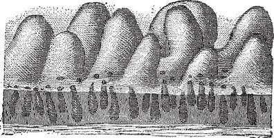 Feige. 5. Darm- Krypta oder Drüsen von lieberkuhn, Jahrgang Gravur. vektor