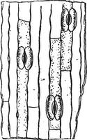 stomata eller stomi, årgång gravyr. vektor