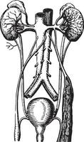 Urin- Trakt, Jahrgang Gravur. vektor