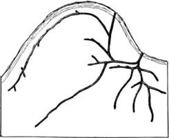 Galleri av xyleborus pubescens, årgång illustration. vektor
