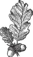 ekollon eller ek nöt med löv, årgång gravyr. vektor