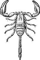 scorpion isolerat på vit, årgång gravyr. vektor