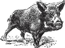 vildsvin eller vild gris, årgång gravyr. vektor