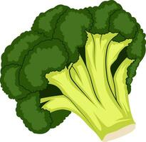 dunkel Grün und Licht Grün Karikatur von Brokkoli Vektor Illustration von Gemüse auf Weiß Hintergrund.