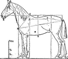 proportioner av de häst, årgång gravyr. vektor