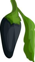 mörk blå chili peppar med grön blad vektor illustration av grönsaker på vit bakgrund.