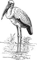 gulnäbbad stork eller mycteria ibis årgång gravyr vektor