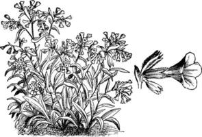 pulmonaria blötdjur årgång illustration. vektor