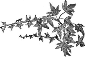 hedera Wendel Digitata Jahrgang Illustration. vektor