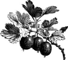 fruiting gren av krusbär årgång illustration. vektor