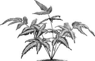 pteris quadriaurita argyaea årgång illustration. vektor