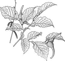 corylus rostrata årgång illustration. vektor