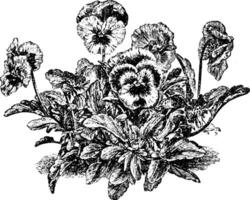 blomma, fikus, altfiol, tricolor, kronblad, löv, stam årgång illustration. vektor