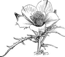 Blume von bartonia Aurea Jahrgang Illustration. vektor