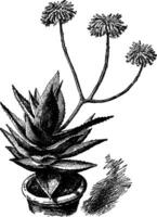 Aloe mitriformis Jahrgang Illustration. vektor